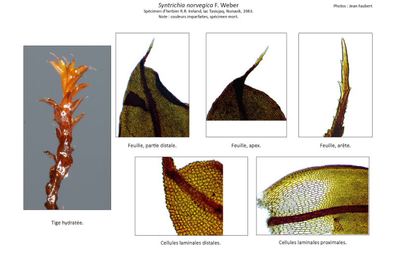 Syntrichia norvegica